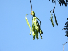 Parkia speciosa
