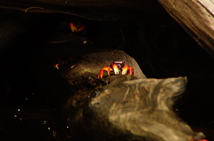 Goniopsis pulchra