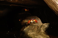 Goniopsis pulchra