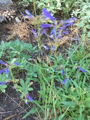 Penstemon heterodoxus