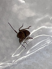 Phylloscelis atra