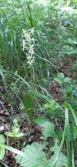Platanthera bifolia