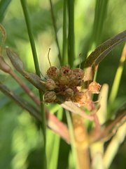 Lysimachia thyrsiflora