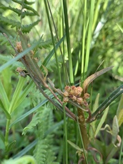 Lysimachia thyrsiflora