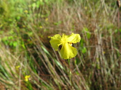 Xyris elliottii