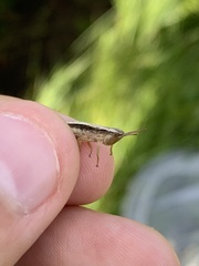 Pseudochorthippus curtipennis