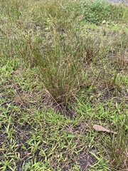 Juncus tenuis