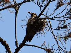 Melanerpes formicivorus