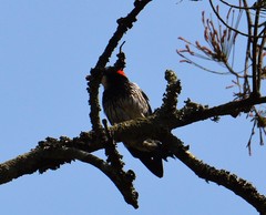 Melanerpes formicivorus