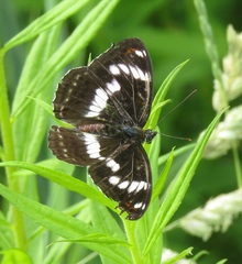 Limenitis sydyi