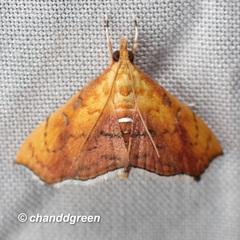Hyalobathra micralis