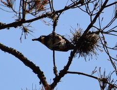 Melanerpes formicivorus