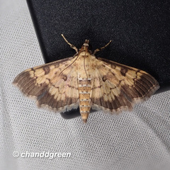 Ategumia adipalis
