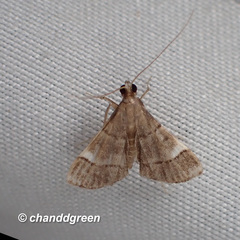 Cangetta hartoghialis