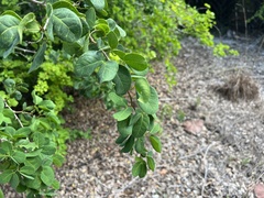 Pithecellobium unguis-cati