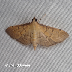 Herpetogramma basalis