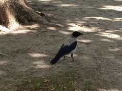 Corvus cornix