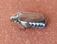 Melolontha pectoralis