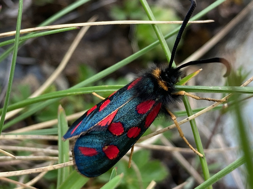 Pyrenean Burnet