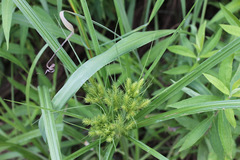Cyperus