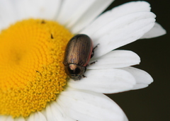 Chrysolina marginata