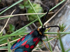 Zygaena anthyllidis