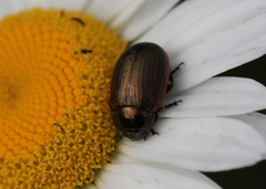 Chrysolina marginata