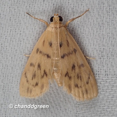 Tabidia obvia