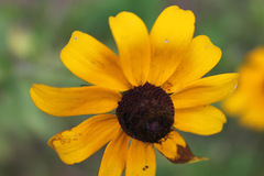 Rudbeckia hirta