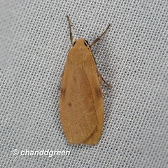 Paralithosia shaowuica
