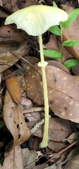 Leucocoprinus fragilissimus image