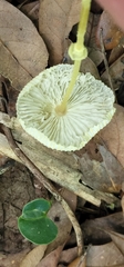 Leucocoprinus fragilissimus image