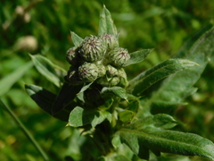 Cirsium arvense