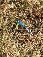 Enallagma cyathigerum