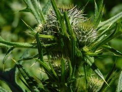 Cirsium vulgare