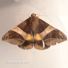 Bastilla fulvotaenia
