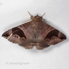 Bastilla joviana