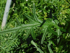 Cirsium vulgare