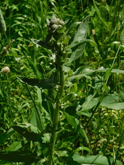 Cirsium arvense