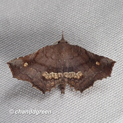 Throana pectinifer