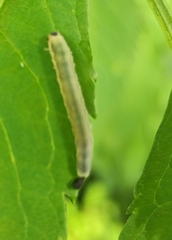Empria