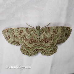 Ophthalmitis herbidaria