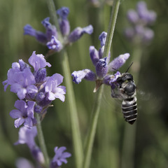 Megachile melanopyga