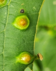 Didymomyia tiliacea