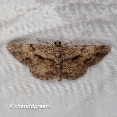 Psilalcis galsworthyi