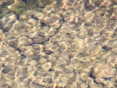 Richardsonius egregius