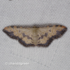 Idaea phaeocrossa