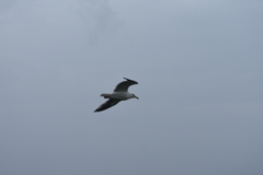 Larus schistisagus