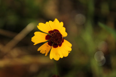 Coreopsis tinctoria