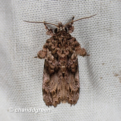 Callopistria guttulalis